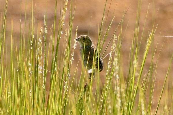 bruant de nelson, chingolo de nelson, nelson's sparrow by scaup is licensed under CC BY 4.0.